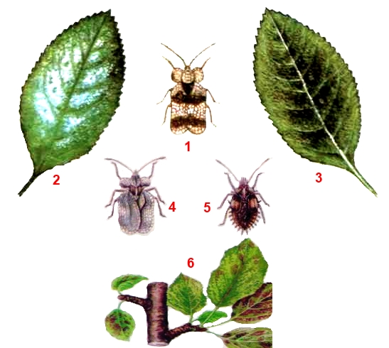 Клоп полевой