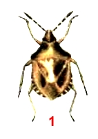 Клоп ягодный