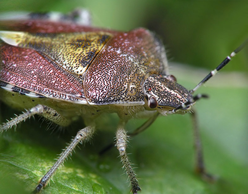 Клоп ягдный