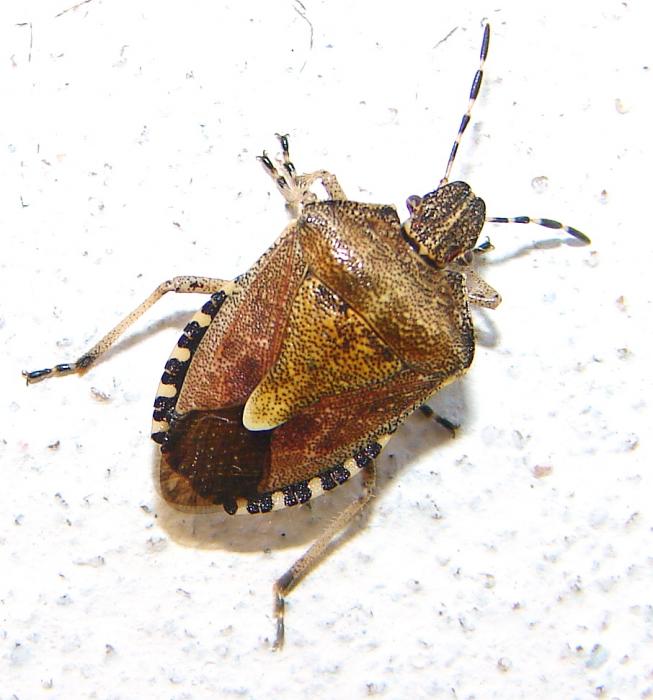 Клоп ягдный