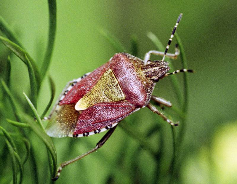 Клоп ягдный