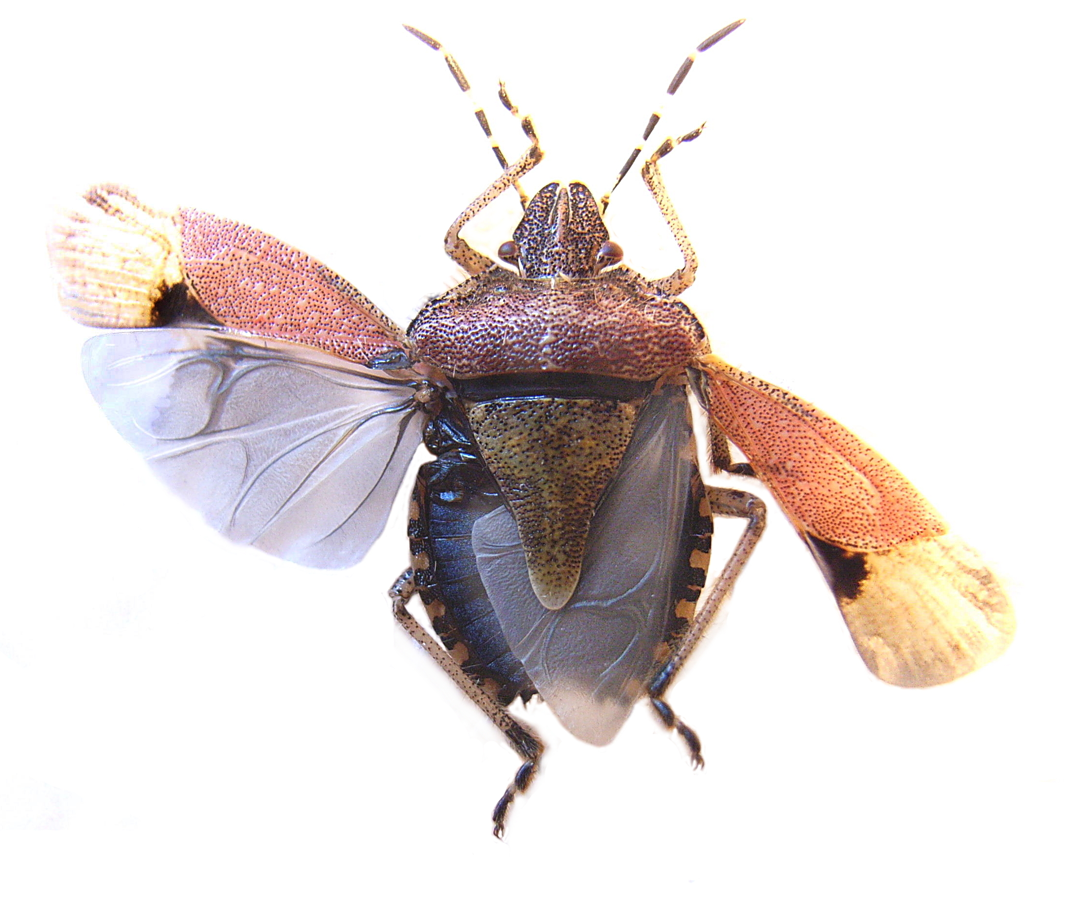 Клоп ягдный