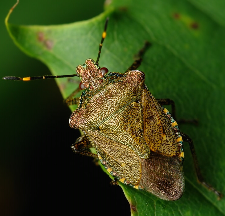 Клоп многоядный щитник