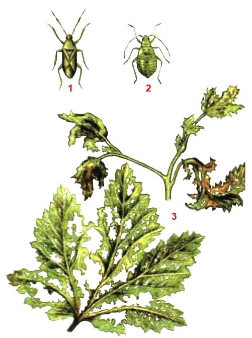 Клоп полевой