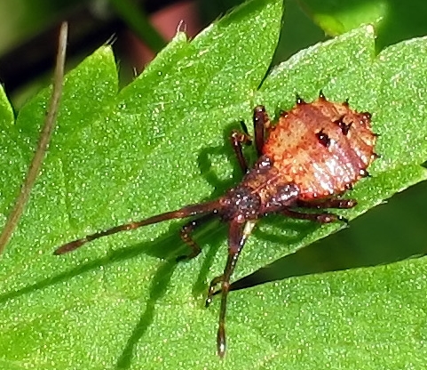 Личинка травяного клопа