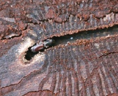 Древоточец