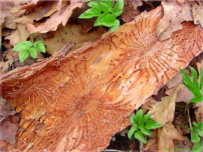 Древоточец