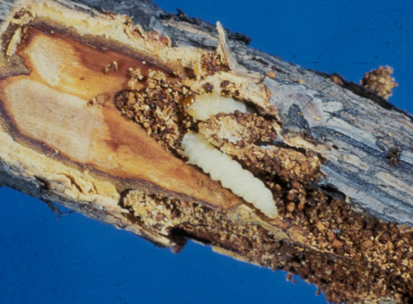 Древоточец