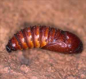 Древоточец