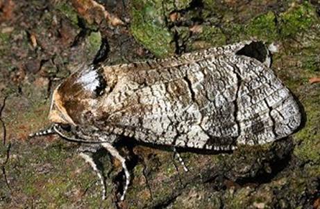 Древоточец