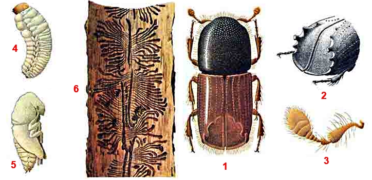 Жук Короед Еловый