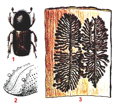 Жук Короед ТИПОГРАФ