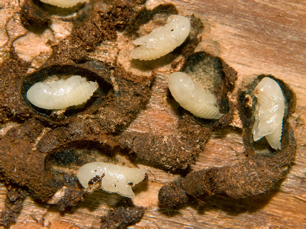 Жук Короед ТИПОГРАФ