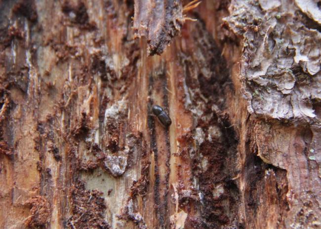 Жук Короед ТИПОГРАФ 