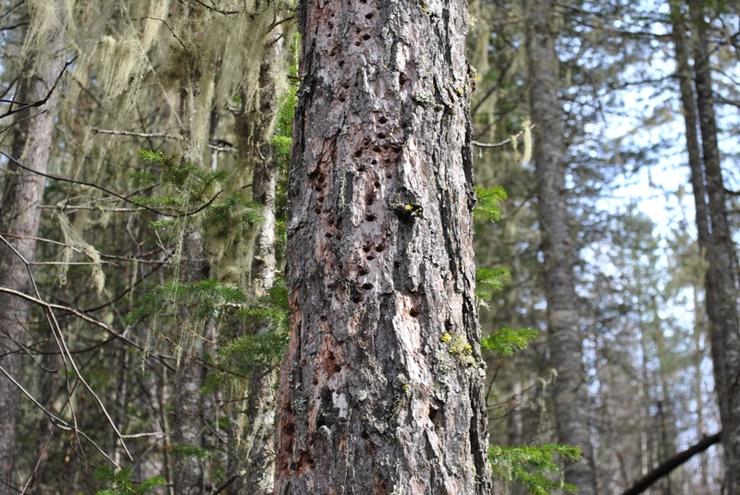 Короед шестизубчатый