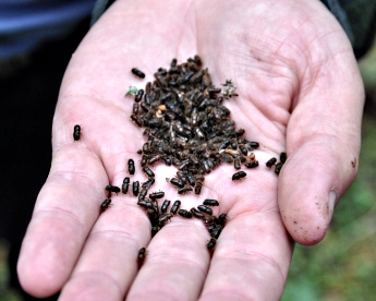 Короед шестизубчатый