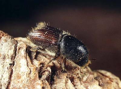 Короед шестизубчатый