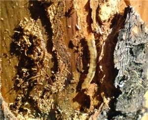 Жук Короед СОСНОВЫЙ