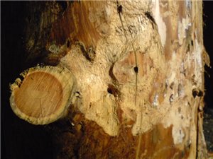 Жук Короед СОСНОВЫЙ