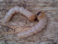 Жук Короед СОСНОВЫЙ