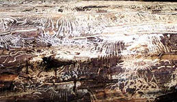 Жук Короед СОСНОВЫЙ