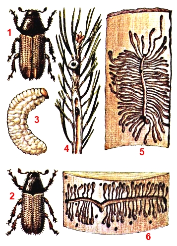 Жук Короед СОСНОВЫЙ
