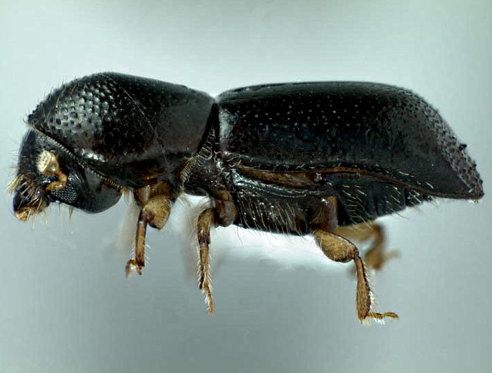 Короед западный непарный