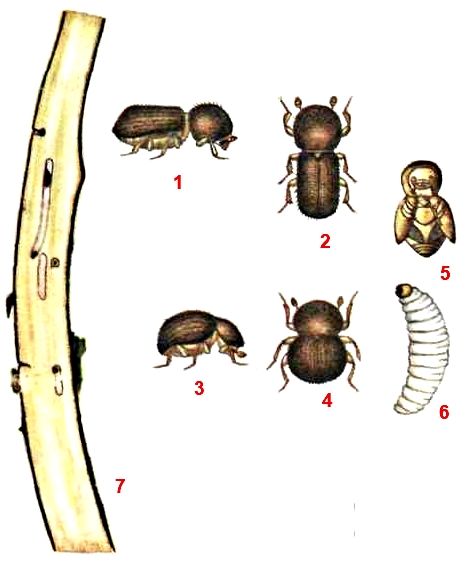 Короед западный непарный