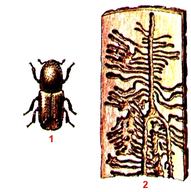 Лиственный большой короед