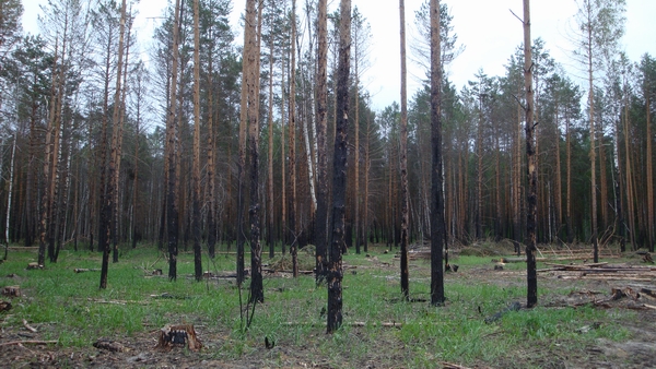 Лиственный большой короед