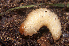 Лиственный большой короед