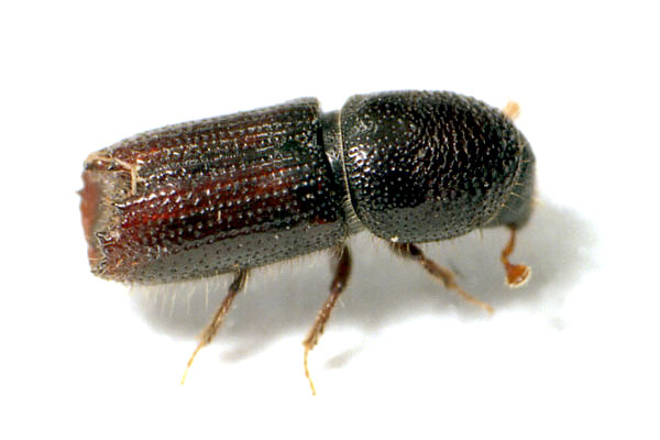 Лиственный большой короед