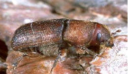 Заболонник морщинистый