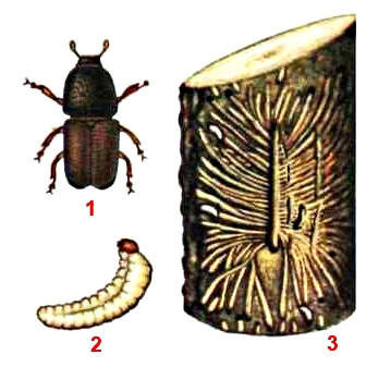 яблоневый короед, сливовый короед, яблонный заболонник