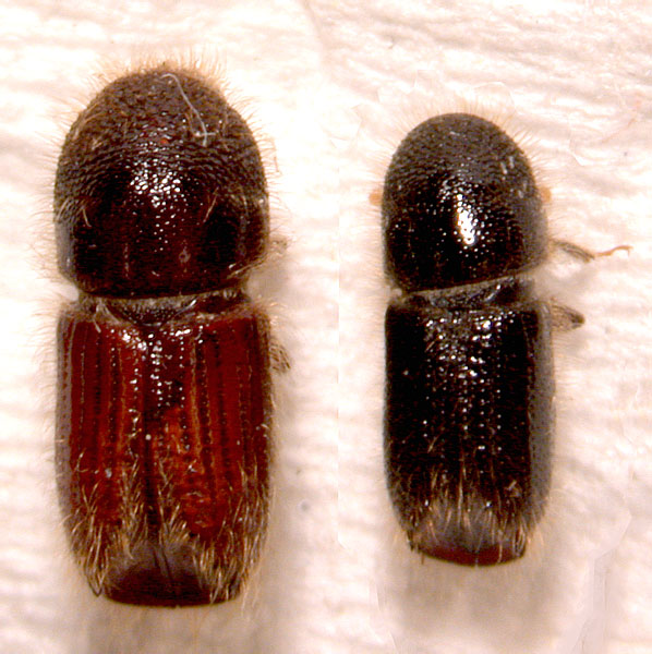 яблоневый короед, сливовый короед, яблонный заболонник