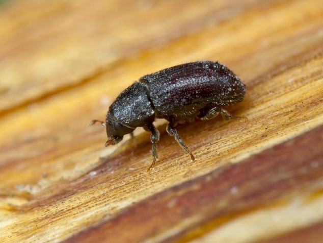 Плодовый короед заболотник