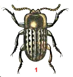 Семейство чернотелки