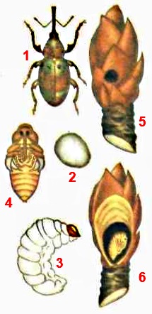 Цветоед грушевый