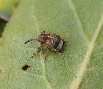 Цветоед грушевый