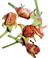 Цветоед грушевый