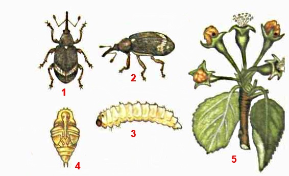 Цветоед яблонный