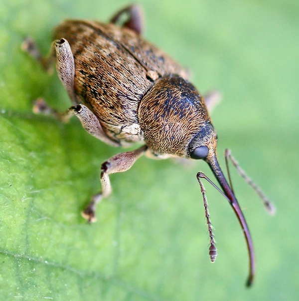Цветоед яблонный