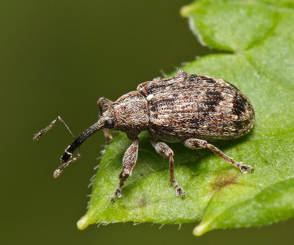 Цветоед яблонный