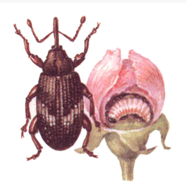 Цветоед яблонный