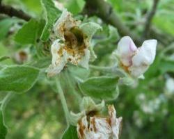 Цветоед яблонный