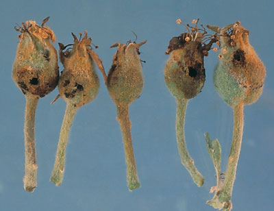 Цветоед яблонный