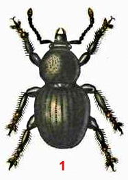 Долгоносик черный