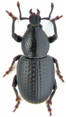 Долгоносик черный