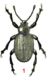 Долгоносик ивовый