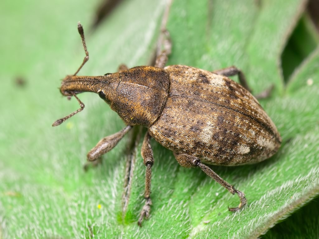 Долгоносик ивовый